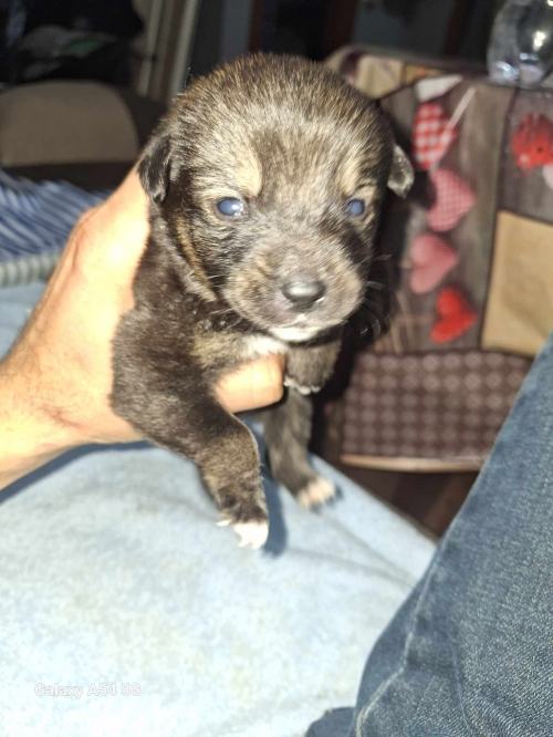 მეტისი ნატახტარი