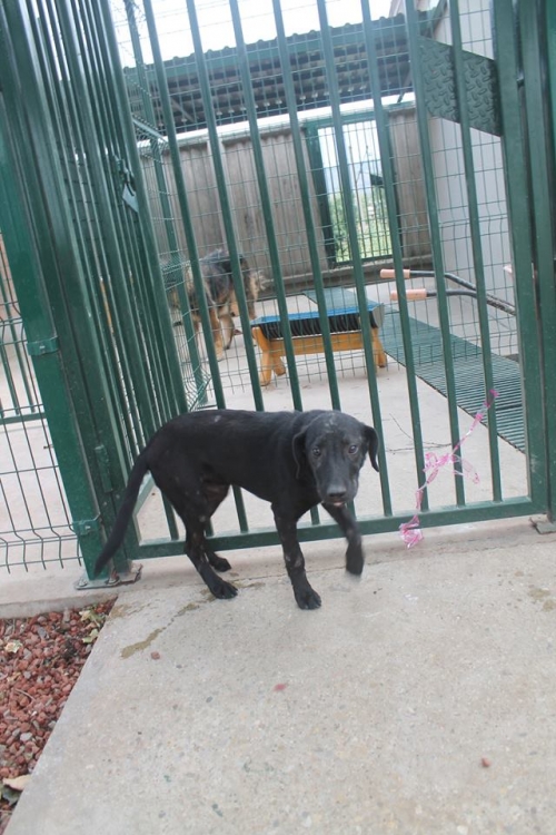 მეტისი მაუგლი