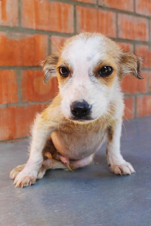 მეტისი უსახელო