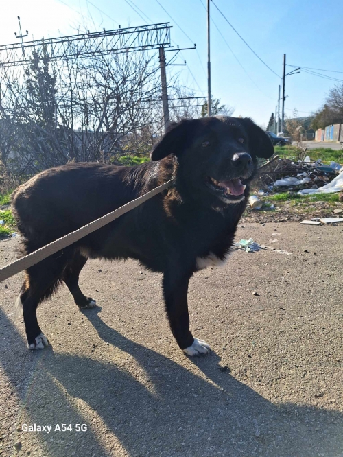 მეტისი ორბელიანის ქუჩა 38