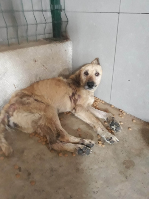 მეტისი უსახელო