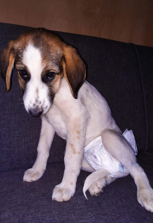 მეტისი უსახელო