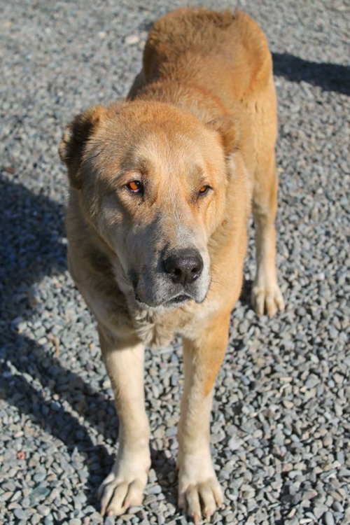 ქართული ნაგაზი უსახელო