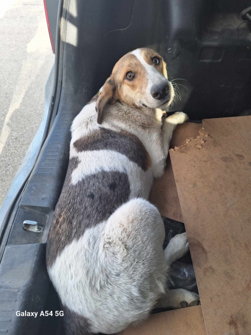 მეტისი კრწანისი 14