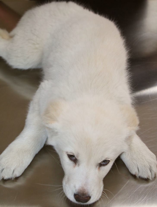 ქართული ნაგაზი შუმბა