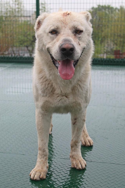 ქართული ნაგაზი უსახელო