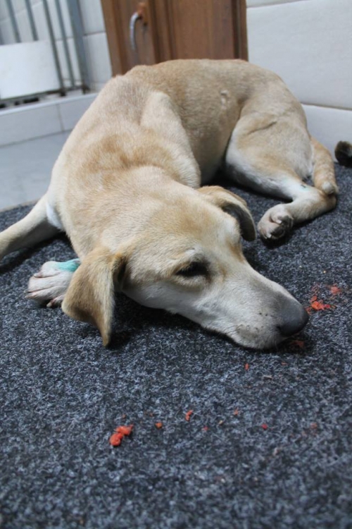 მეტისი უსახელო