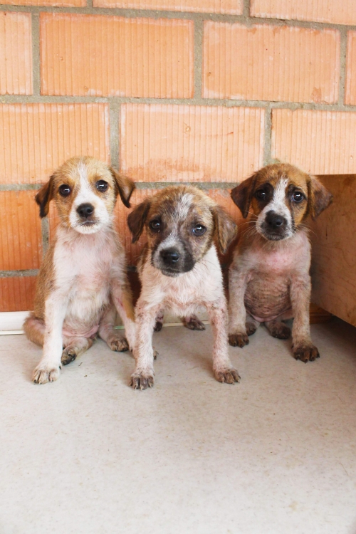 მეტისის ლეკვები უსახელო