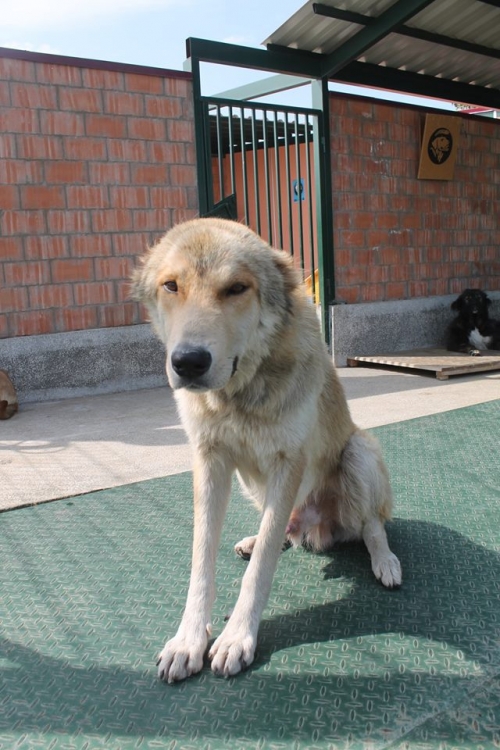 ქართული ნაგაზი უსახელო