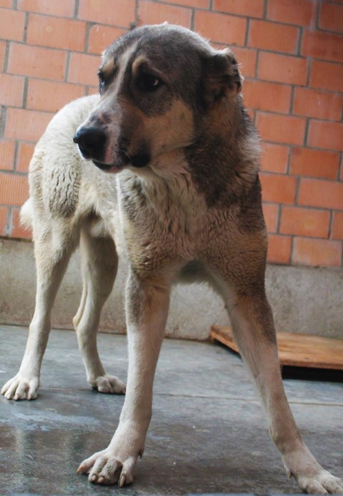 ალაბაი როი