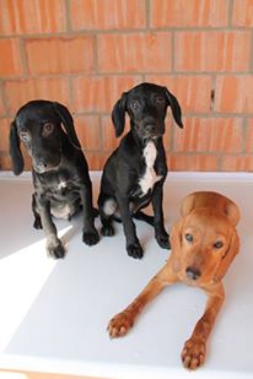 რუსული კოკერ სპანელი უსახელო