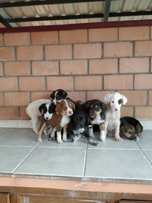 პოინტერის მეტისი უსახელო