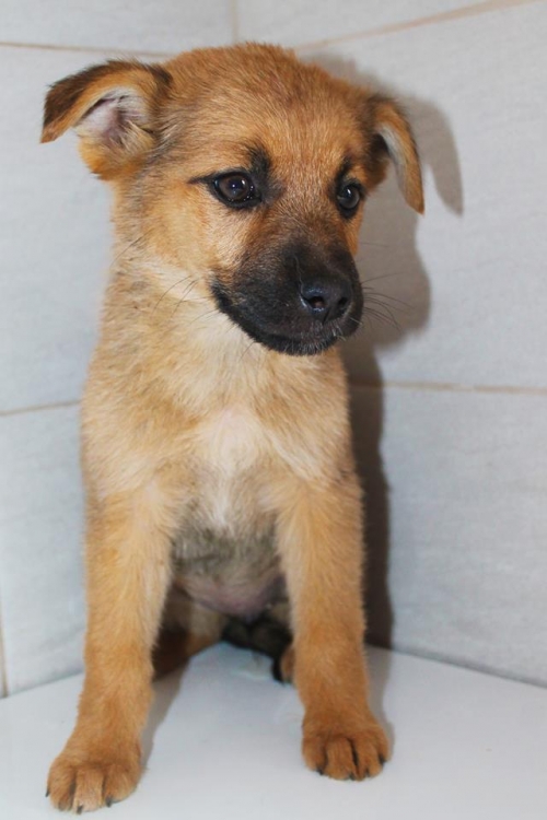 მეტისი უსახელო