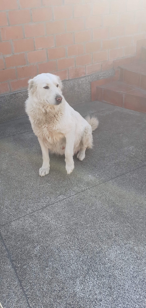 ქართული ნაგაზი უსახელო