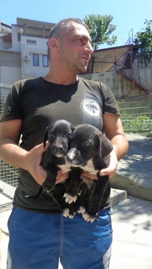 მეტისი უსახელოები