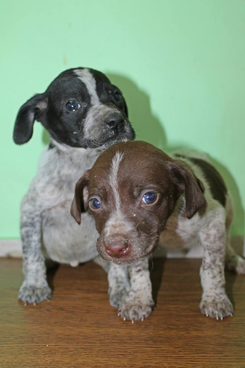 კურცხაარი უსახელო