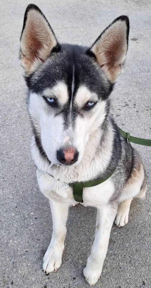 ლაიკა ჩააბარეს სასტერილიზაციოდ