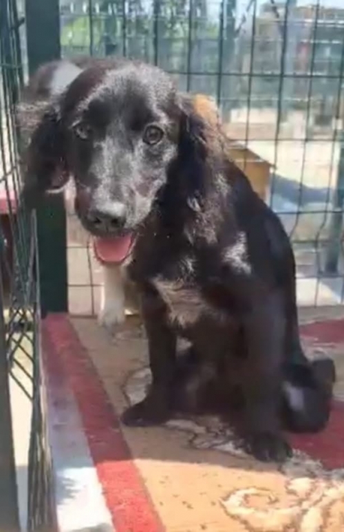 მეტისი გორი