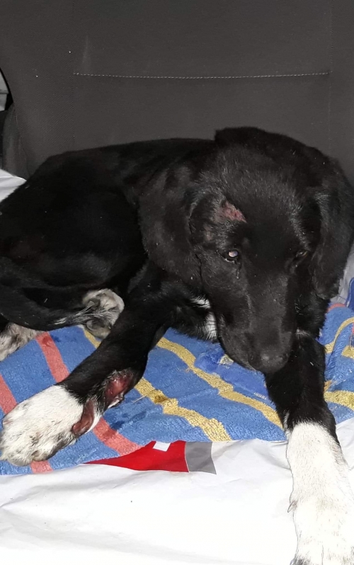 მეტისი უსახელო