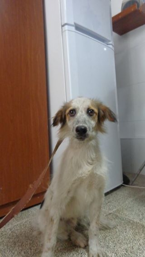 მეტისი უსახელო