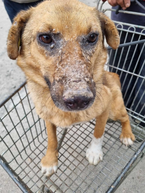 მეტისი ჩააბარა თამარ წიკლაური3