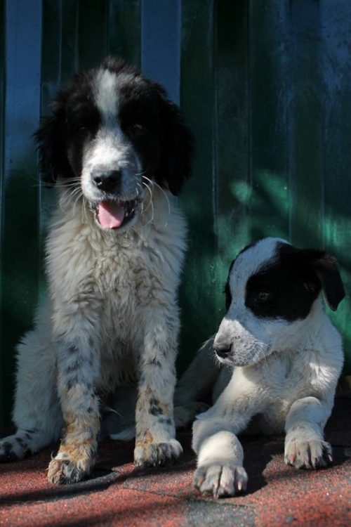 მეტისის ლეკვები ბარდღა და სემი.