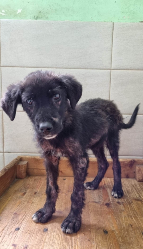 მეტისი ჰუალინგის ცენტრი