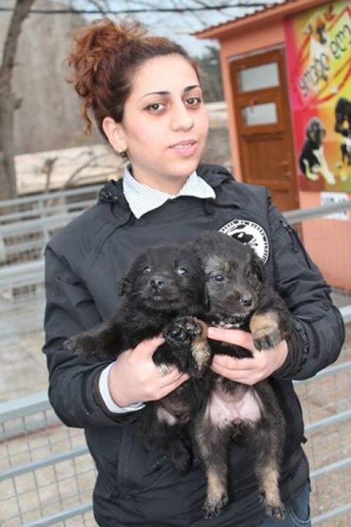 მეტისი უსახელო