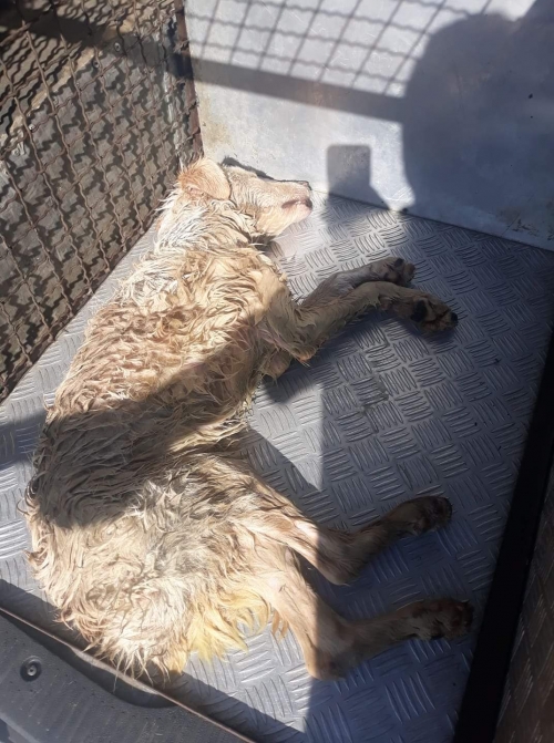 მეტისი ნავთლუღის ბაზარი