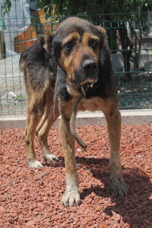 ქართული ქოფაკი მურა