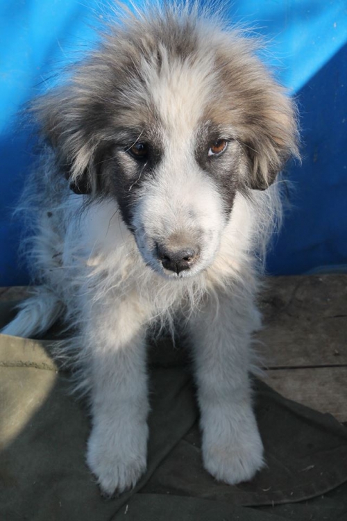 მეტისი უსახელო