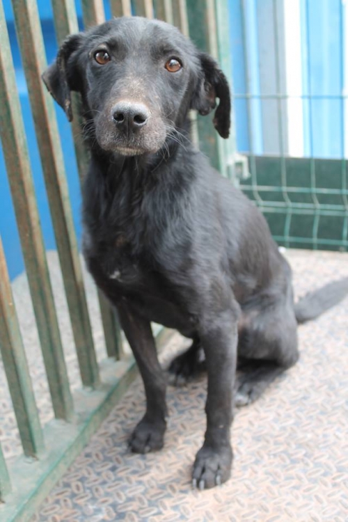 მეტისი უსახელო