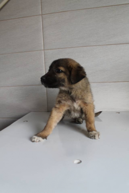 მეტისი უსახელო