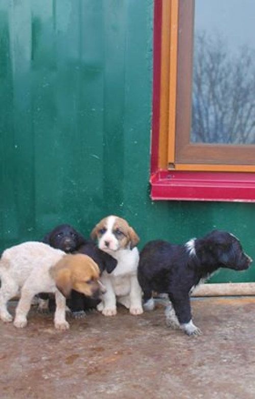 მეტისი უსახელო