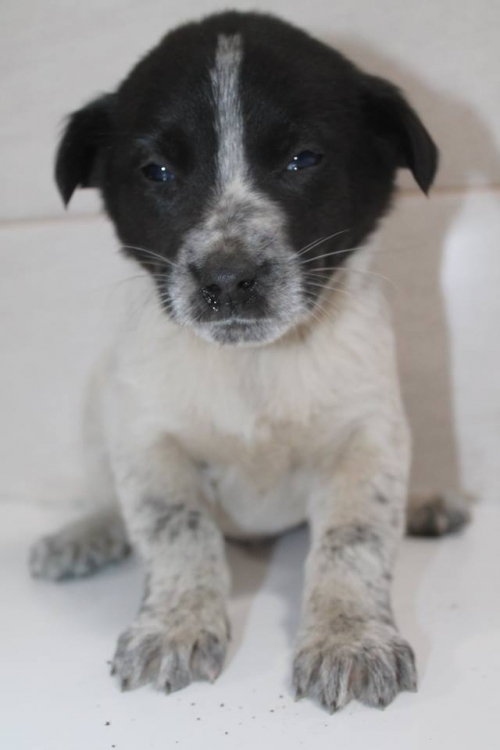 მეტისი უსახელო