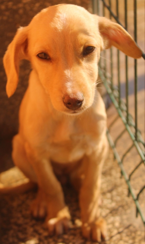 მეტისი უსახელო