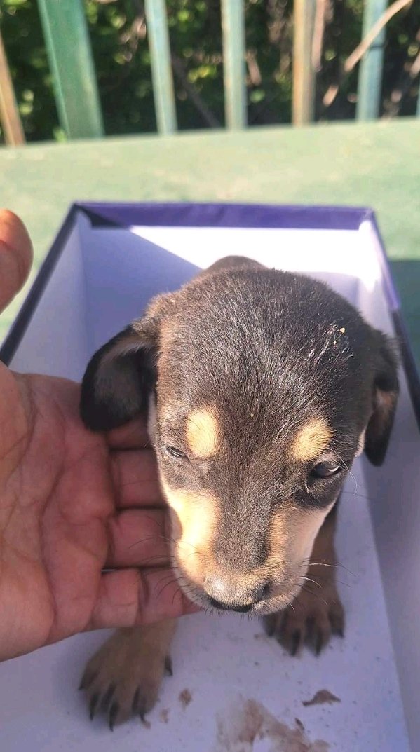 მეტისი. თბილისის ზღვა