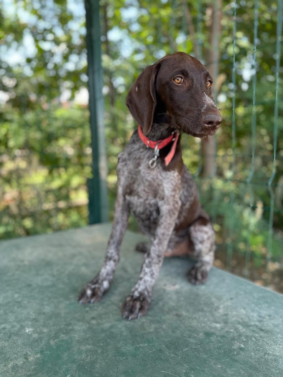 კურცჰაარი. მოსკოვის გამზირი.