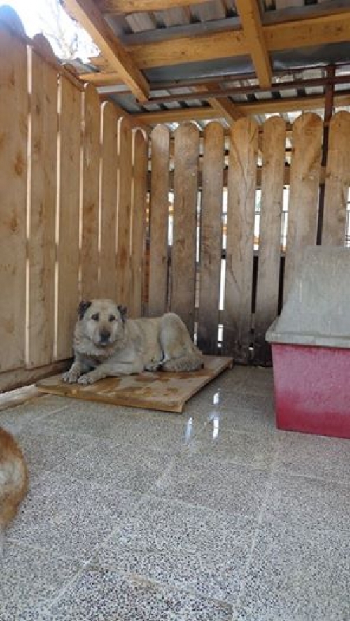 ქართული ქოფაკი ბაჯურა