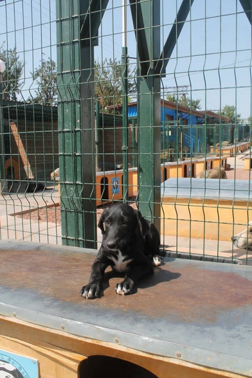 მეტისი ლუწიკა