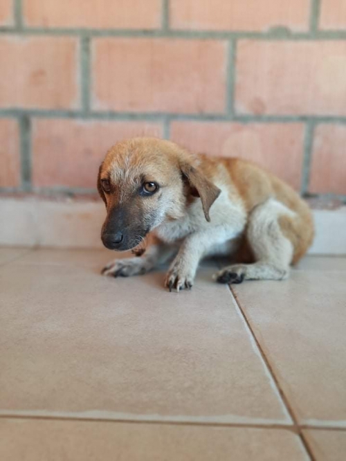 მეტისი საგარეჯო