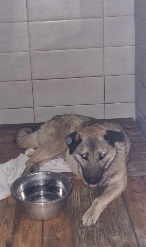 ქართული ქოფაკი ვარკეთილი ჯაცახეთის ქუჩა გალფის კალონკა