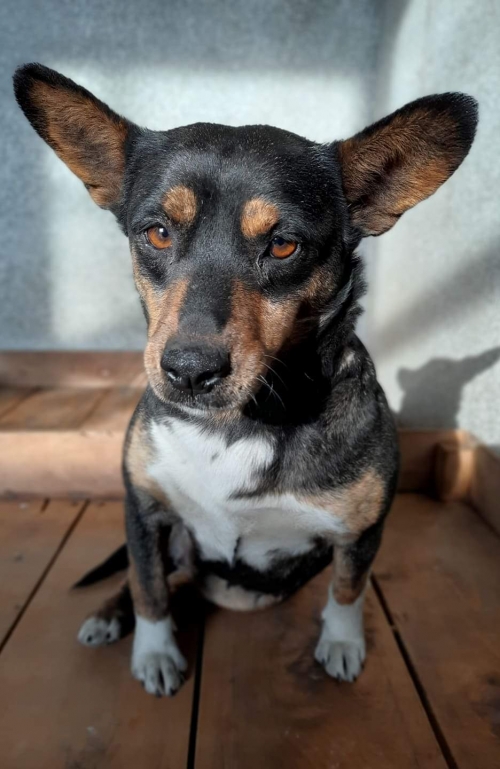 მეტისი უსახელო