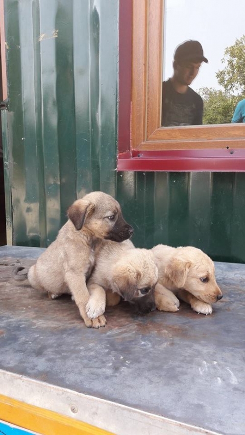 მეტისის ლეკვები უსახელო