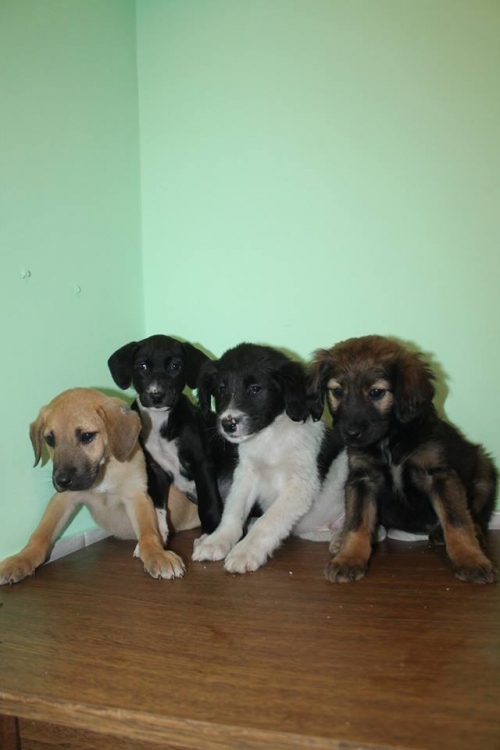 მეტისის ლეკვები უსახელო