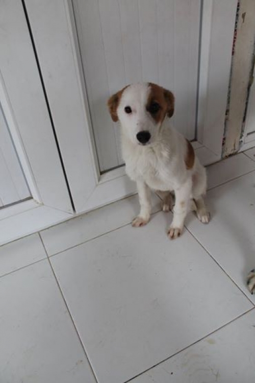 მეტისი უსახელო