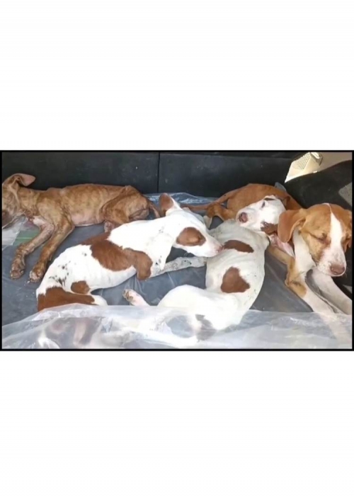 მეტისი საბურთალო გამწვანება