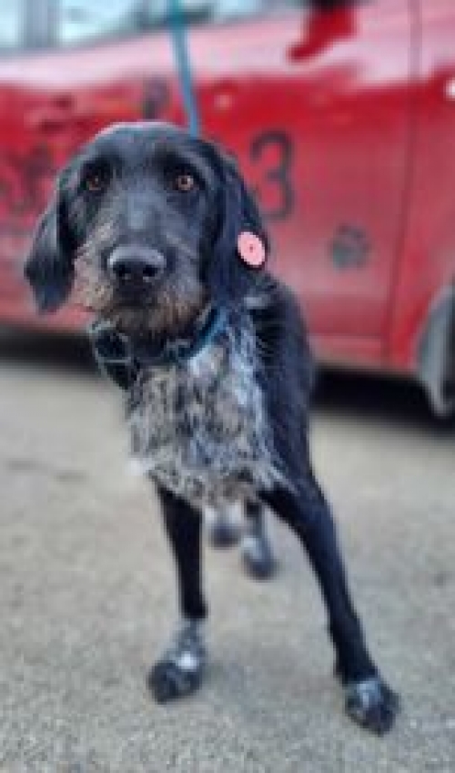 მეტისი ქუთაისი ,,შანი,,