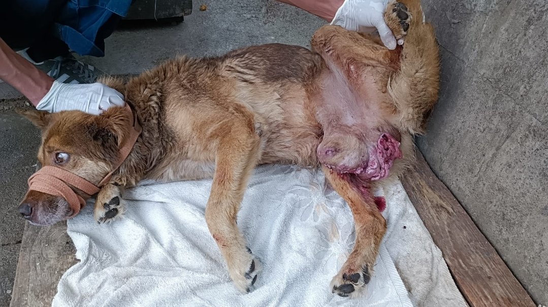 მეტისი. ქარელის რაიონი