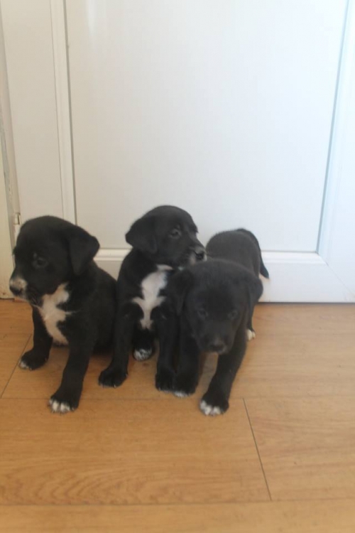 ლაბრადორის მეტისი უსახელო